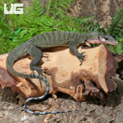 Juvenile Peach Throat Monitor