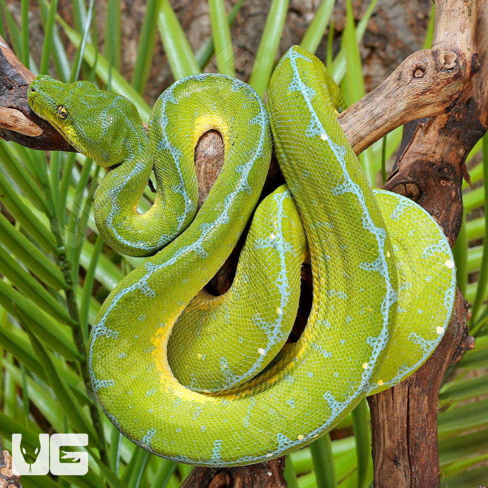 High Blue Jayapura Green Tree Python #1 - UGR Wholesale