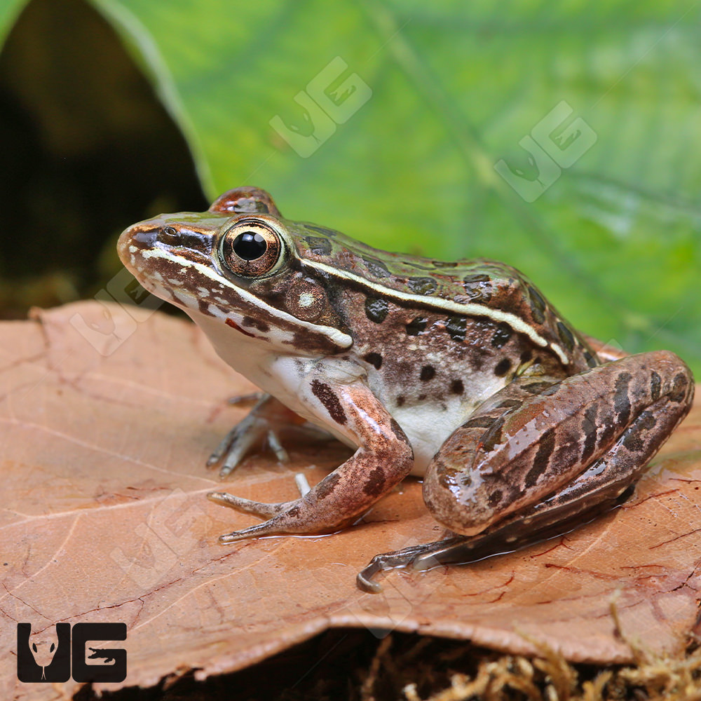 Southern Leopard Frog