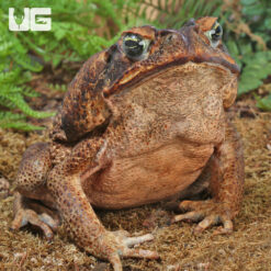 Suriname Giant Marine Toad