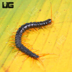Waterfall Centipede