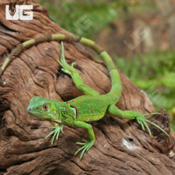 Hatchling Green Iguana