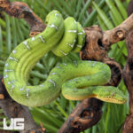 Juvenile Emerald Tree Boa