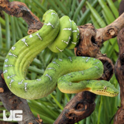 Juvenile Emerald Tree Boa