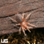 Red Phase Chilean Rose Hair Tarantula (.75 – 1”)