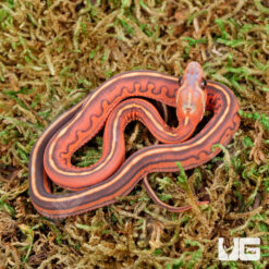 Baby Scaleless Tessera Cornsnake