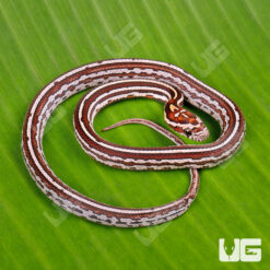 Baby Tessera Cornsnake