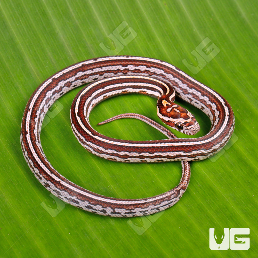 Baby Tessera Cornsnake