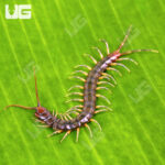 Longtail Centipede Long Tailed Centipedes For Sale - Underground Reptiles