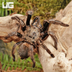 Skeleton Leg Tarantula (3 - 4'')
