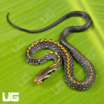 Baby Black Copper Ratsnake