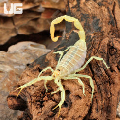 Egyptian Green Scorpion