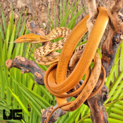 Orange Asian Vine Snake