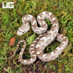 Baby Grey Ratsnake