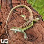 Juvenile Rainbow Whiptail Lizard