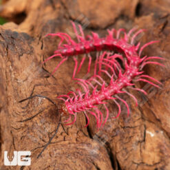 Fuzzy Pink Dragon Millipede