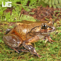 Hairy Frog