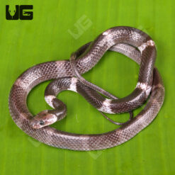 Malayan Banded Wolf Snake