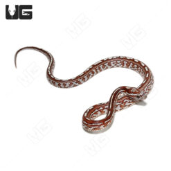 Baby Caramel Tessera Cornsnake