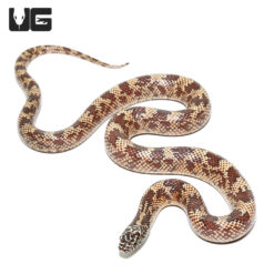 Baby Mosaic Het Hypo Brooks Kingsnake