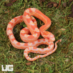 Baby Amel Scaleless Cornsnake
