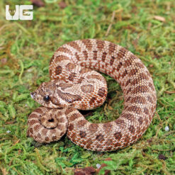 2025 Baby Arctic Western Hognose Snake