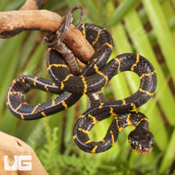 Baby Mangrove Snake