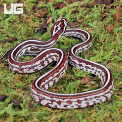 Baby Miami Tessera Cornsnake