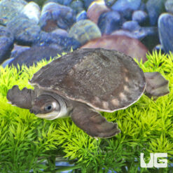 Baby Fly River Turtle (Pre-Order)