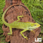 Maned Forest Lizard