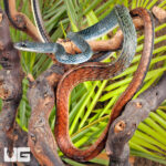 Tricolor White Bellied Ratsnake