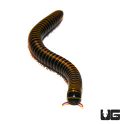 Bumblebee Millipede