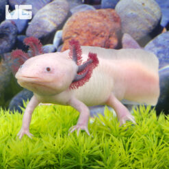 Adult Axolotl