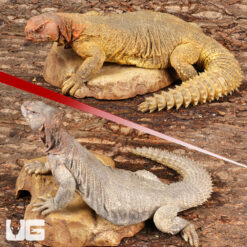 Adult Giant Saudi Arabian Uromastyx Pair