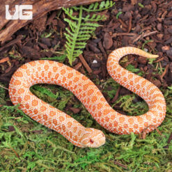 Baby Albino Western Hognose Snake
