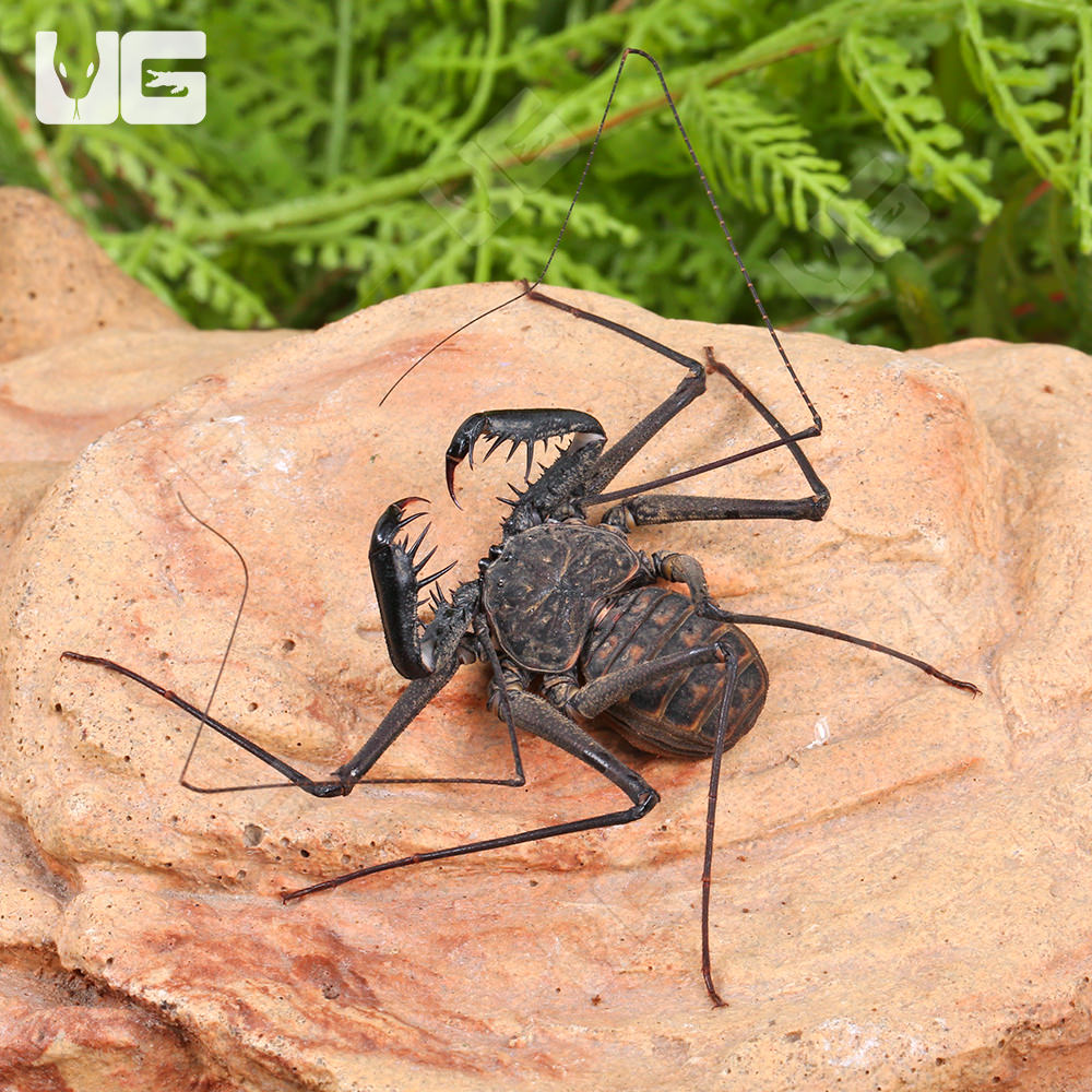 Central American Tailless Whip Scorpion