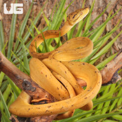 Colored Amazon Tree Boa