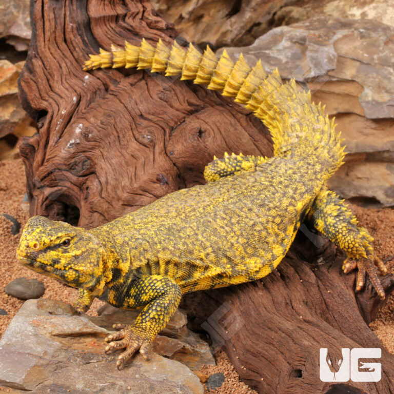 Wholesale Reptiles, Amphibians, Inverts & More - UGR Wholesale