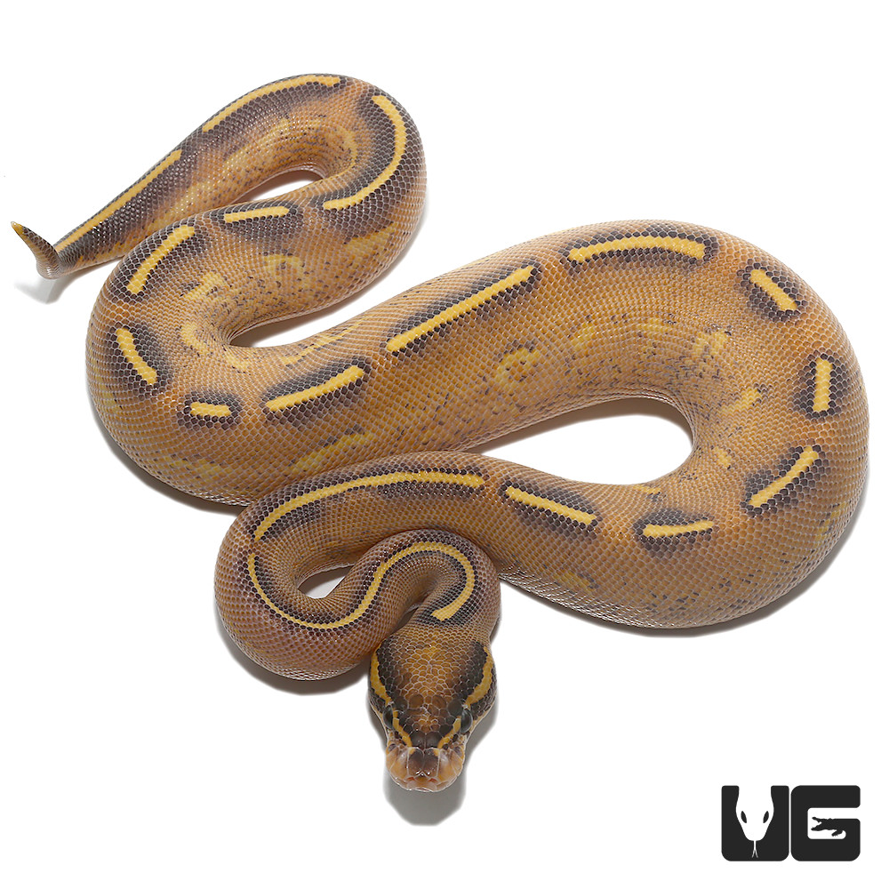 Wholesale Reptiles, Amphibians, Inverts & More - UGR Wholesale