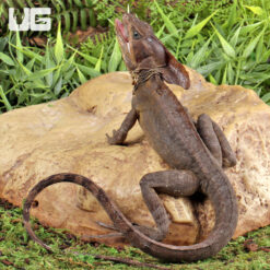 Adult Brown Basilisk