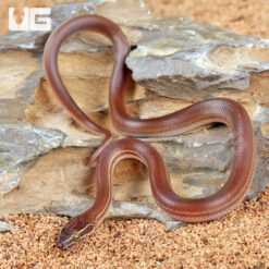 Baby African Brown House Snake