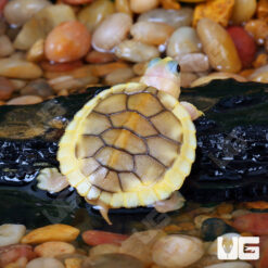 Baby Caramel Pink Red Ear Slider Turtle (Split Scute)