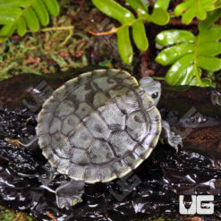 Baby Charcoal Red Ear Slider Turtle