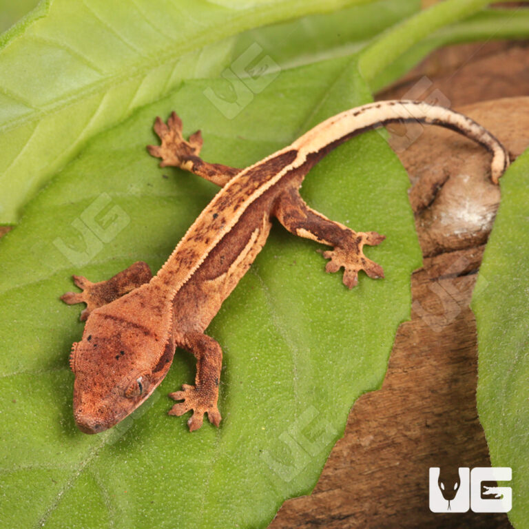 Wholesale Reptiles, Amphibians, Inverts & More - UGR Wholesale