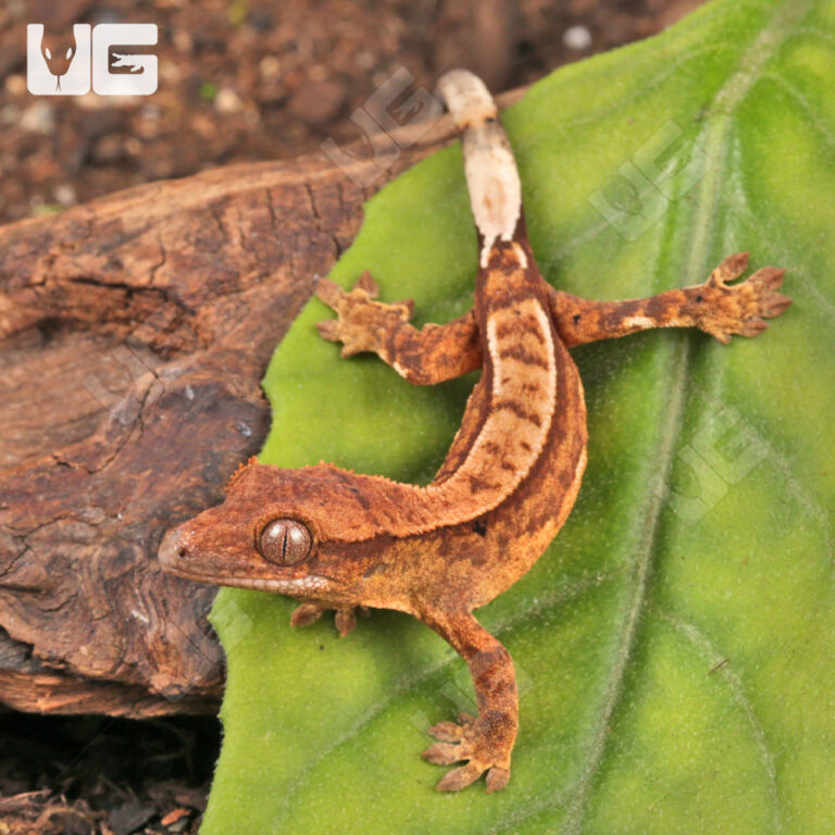 Wholesale Reptiles, Amphibians, Inverts & More - UGR Wholesale