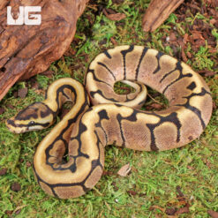 Baby Male Spider Ball Python