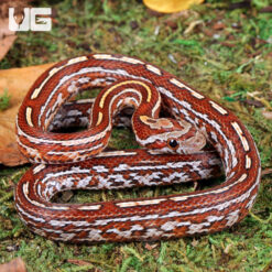 Baby Tessera Het Scaleless Cornsnake