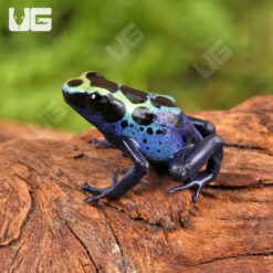 Yellow Sipaliwini Tinctorius Dart Frog