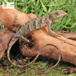 Monkey Anole