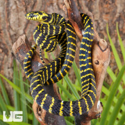 Juvenile Sulawesi Mangrove Snake